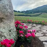 Tenuta Paltusa *