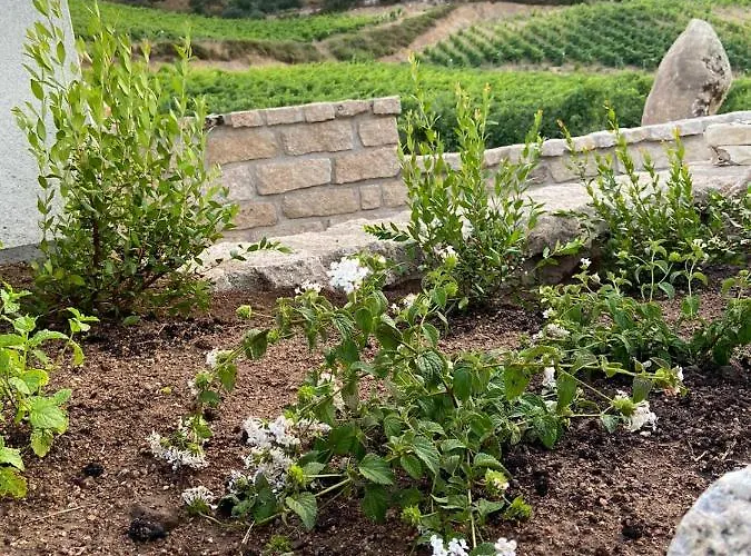 Tenuta Paltusa ファームステイ